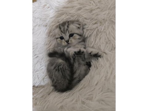 1.5 aylık scottish fold yavrularımız sahiplendirilecektir