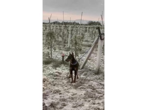 Dişi doberman 9 aylık