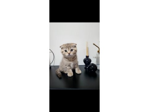Scottish fold ve british shorthair 2 aylık yavrular..
