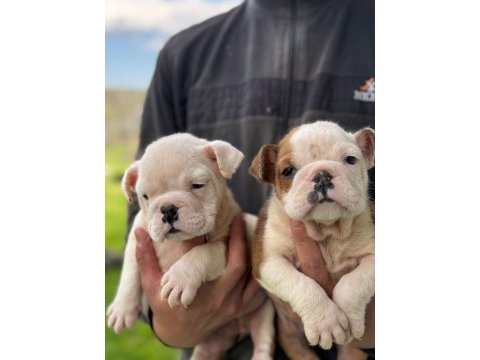 Safkan erkek ve dişi yavru köpekler