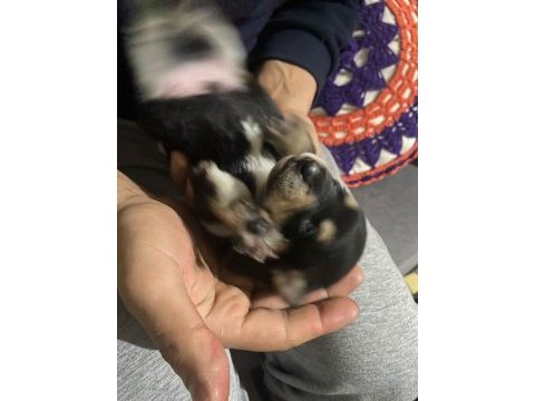 Pinscher yavruları