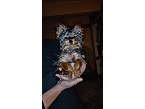 4 aylık yavru yorkshire terrier