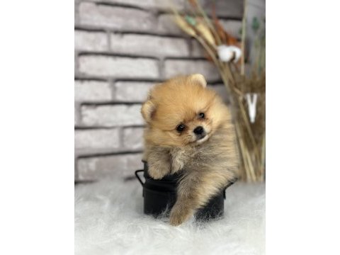 A kalitenin ötesi pomerian boo dünyası