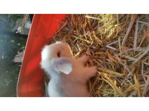 Orjinal hollanda lop tavşanı
