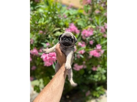 Gül kuyruk sıfır burun topaç pug mops bebek