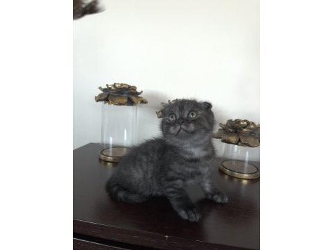 Scottish fold yavrularımıza yuva arıyoruz