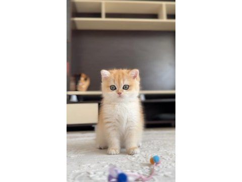 Şampiyon annenin kızı british shorthair