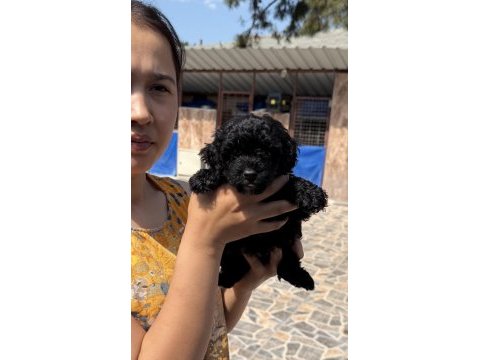 Siyah toypoodle zeytin gözlü şirin yavrular 