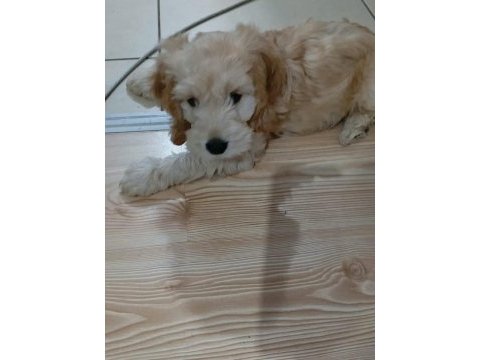 Küçük maltipoo oğlum