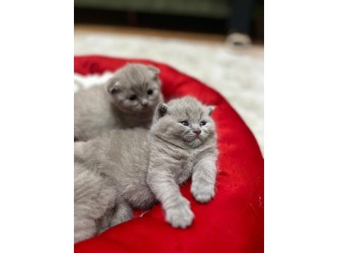 Oyuncu erkek yavru british shorthair