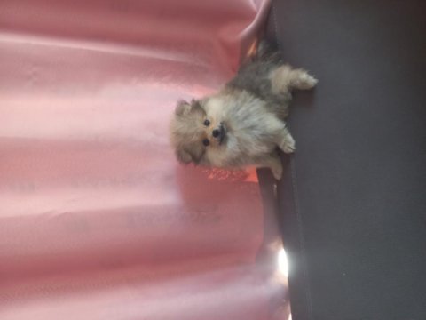 Pomeranian boo erkek köpeğimiz