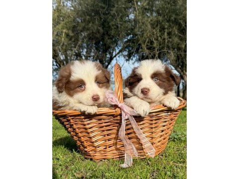 Özel border collie yavruları 