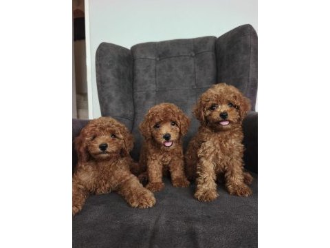 Toy poodle yavrularımız
