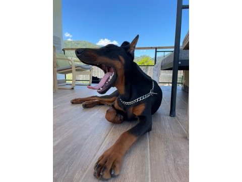 Von dadashov achıll in torunu doberman