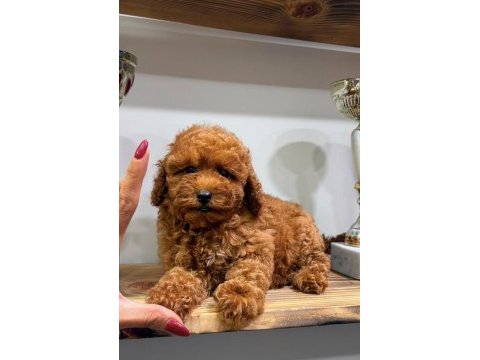 Red toy poodle dişi