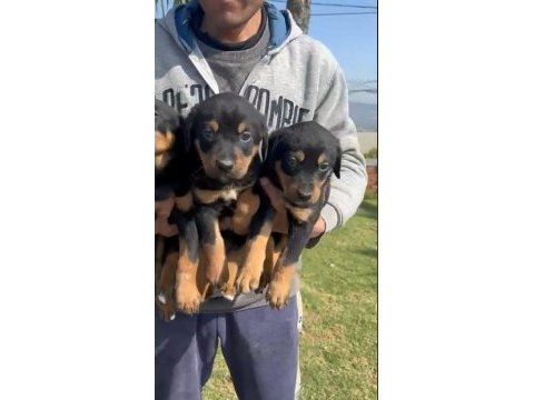 Doberman yavrular ırk sağlık garantili