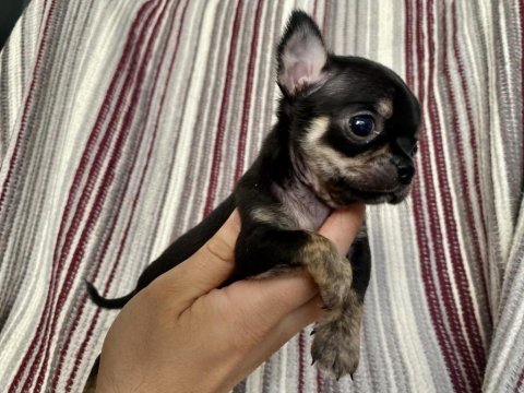 Kilo garantili teacup chihuahua yavruları