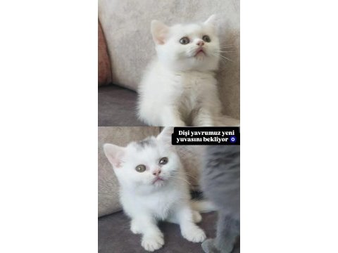 2 aylık 1 erkek ve 1 dişi kedimiz