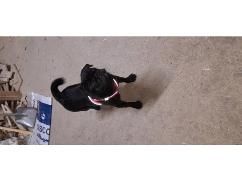6 aylık siyah pug eğitimli