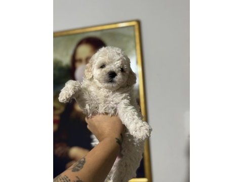 Çok uygun acil poodle