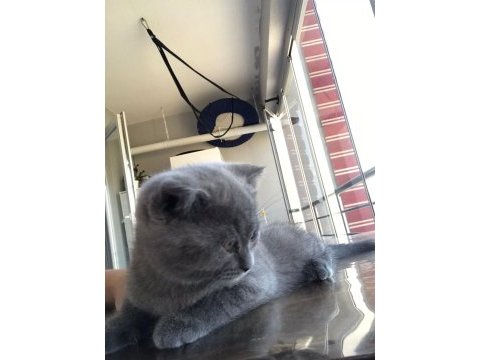 2 tane yavru ve anne kedileri birlikte saihplendirilecek