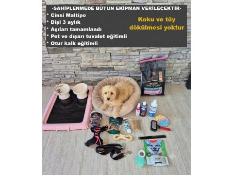 Moltipoo ekipmanlarıyla birlikte