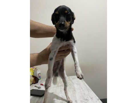 Minyatur pinscher 4 aylık yavrumuza yuva arıyoruz