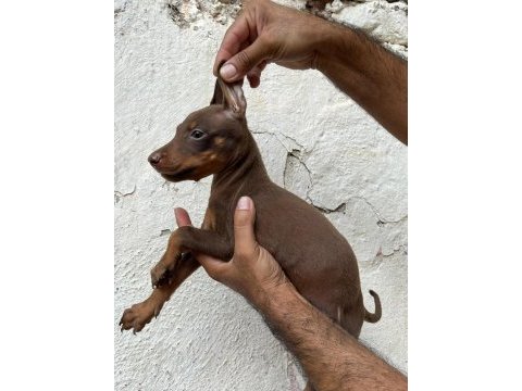 Doberman köpekler