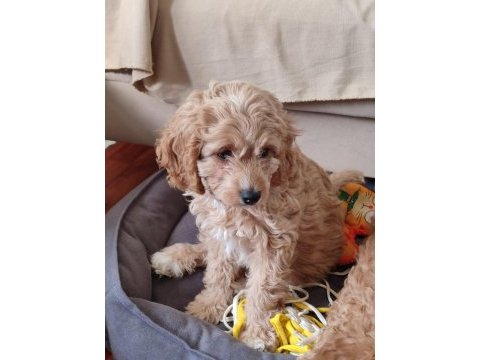 Antialerjenik tüy dökmeyen cavapoo kızı