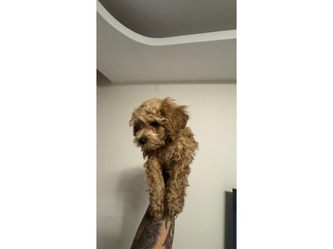 2.5 aylık maltipoo teacup