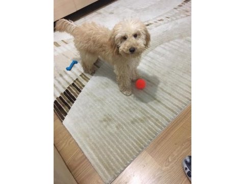 Yakışıklı poodle köpeğimiz kuki