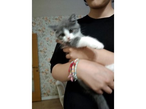 2 aylık british shorthair