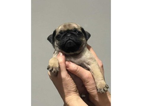 Safkan pug mops yavrular