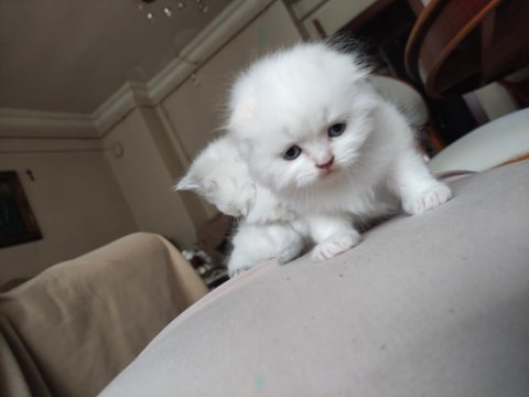 Red point blue eyes scottish fold