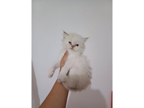 As1133 longhair british bebekler