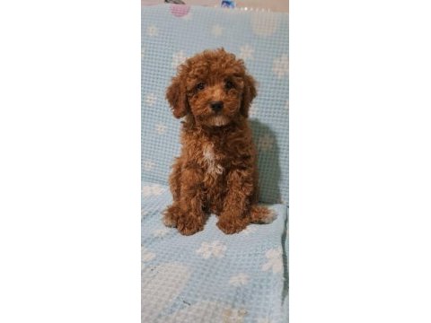 Toy poodle erkek dişi