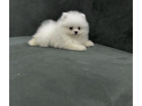 Pomeranian boo yavru