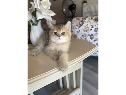 British shorthair golden ny25