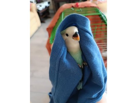 Yavru sevda papağanı 3 aylık