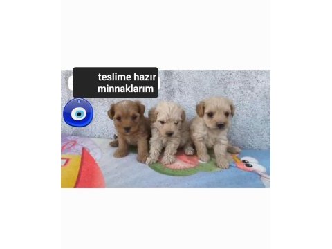Poodle kalitesinde maltipoo minnaklarım