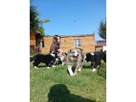 Border collie yavrularımız