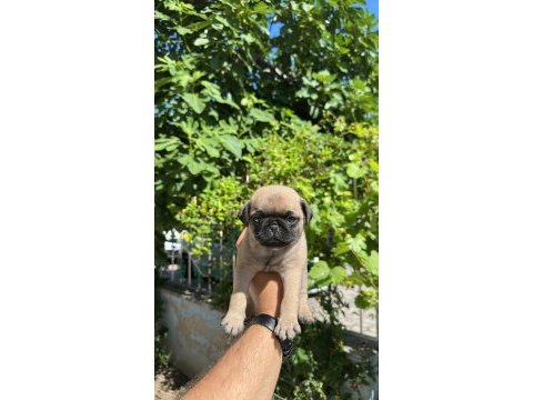 Oyuncu sevimli pug bebekler