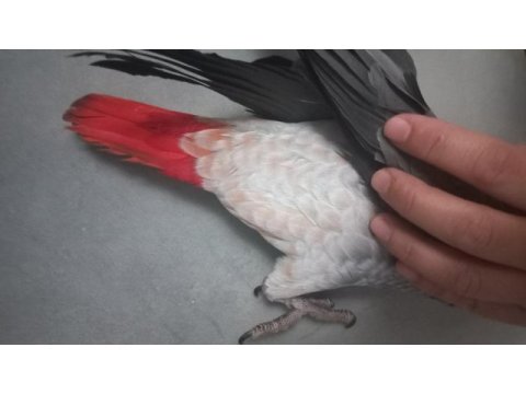 Erkek güzeli bebek jako papağanı