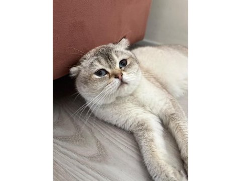 3 yaşında dişi kedimiz sahiplendirilecektir