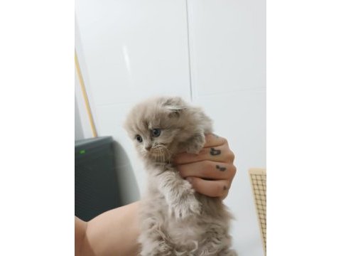 Scottish fold yavrular