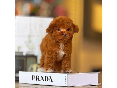 Tatlı toy poodle bebeklerimiz