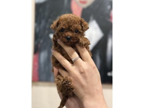 Micro teacup korea poodle