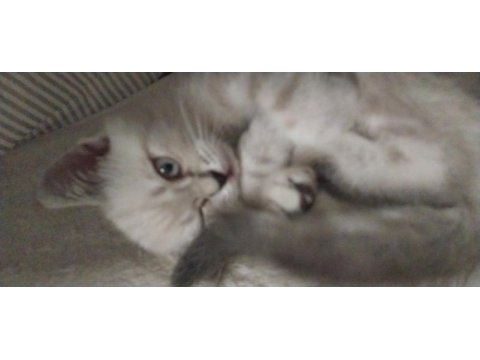 Mükemel renk yavru british shorthair