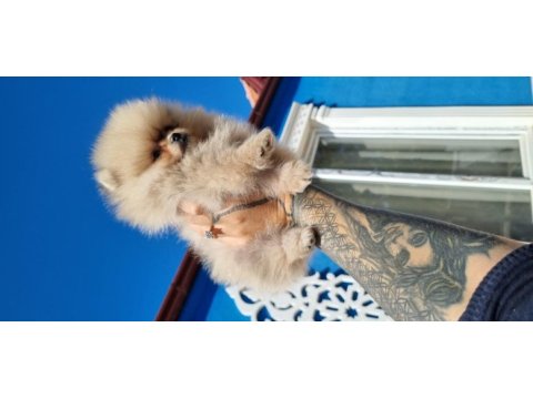 650 gr teacup dişi pomeranian