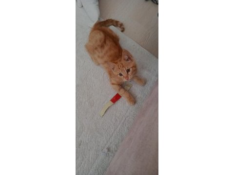 Sarman kedimizin yavrusu